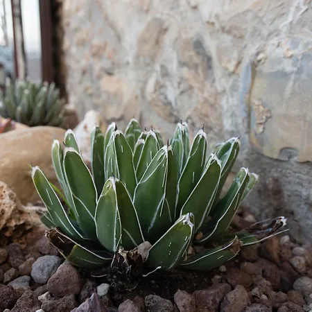 Agave House 13 * Pomarico