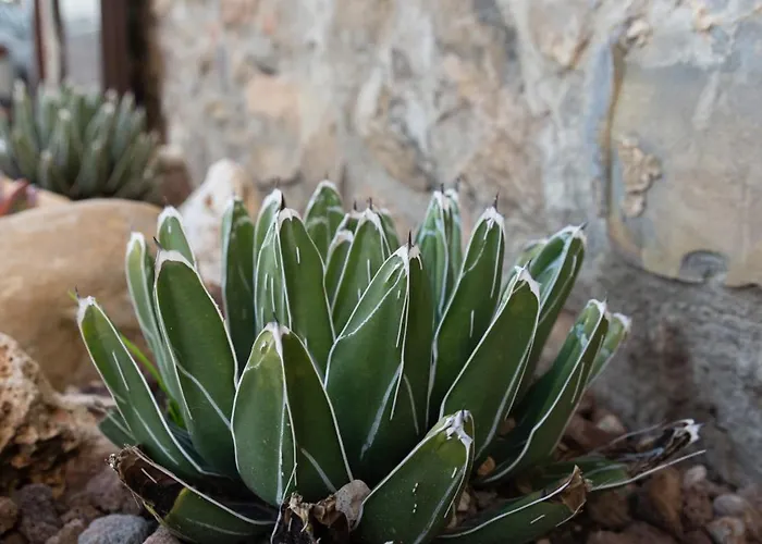 Agave House 13 * Pomarico